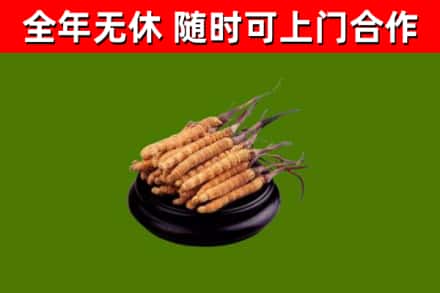 池州回收冬虫夏草