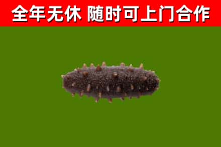 池州回收海参干